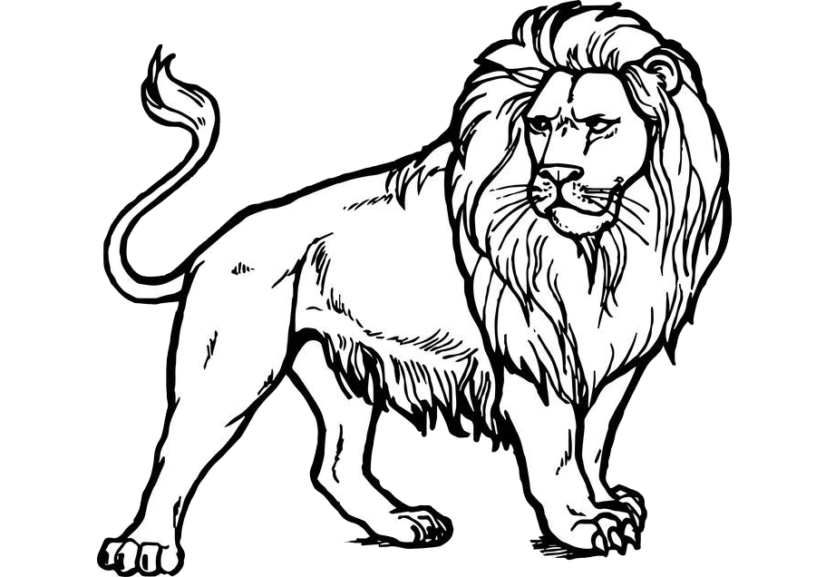 Majestic And Realistic Looking Lion Coloring Pages Print And Color 