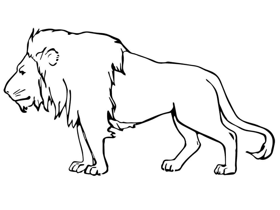 easy lion coloring pages