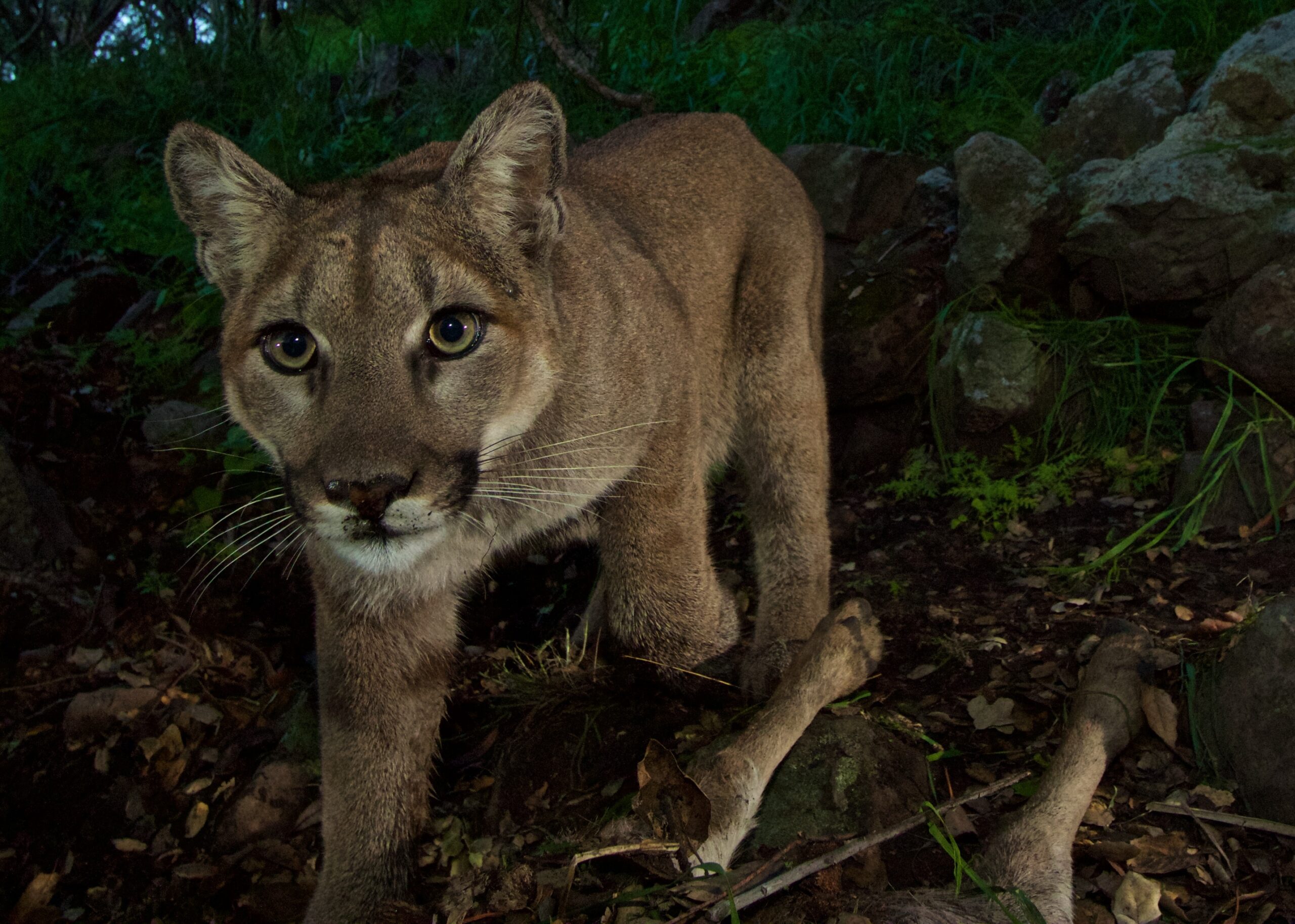 Man Kills Mountain Lion With A Shovel After It Approached Him Fought 