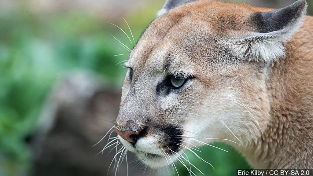 Man Suffocates Mountain Lion Who Attacked Him In Colorado