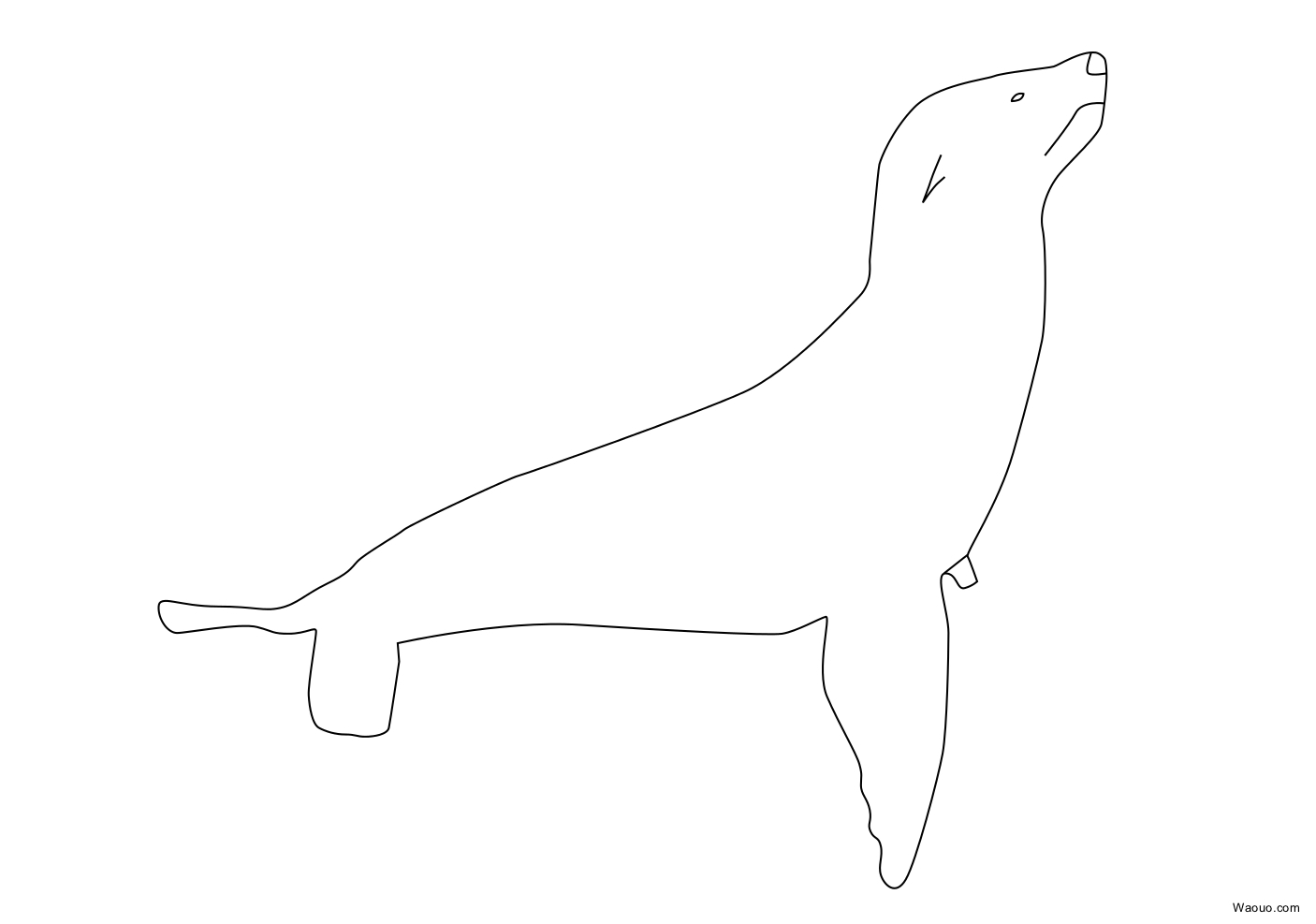 Maned Sea Lion Free Sea Lion Coloring Page To Print And Color