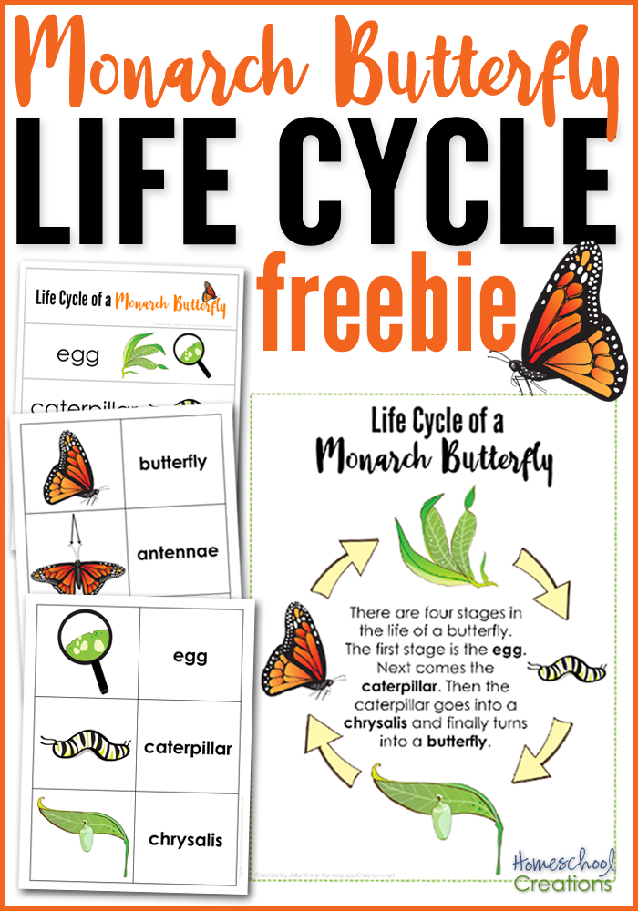 Monarch Butterfly Activity Sheets Printable Word Search Word Search Maker
