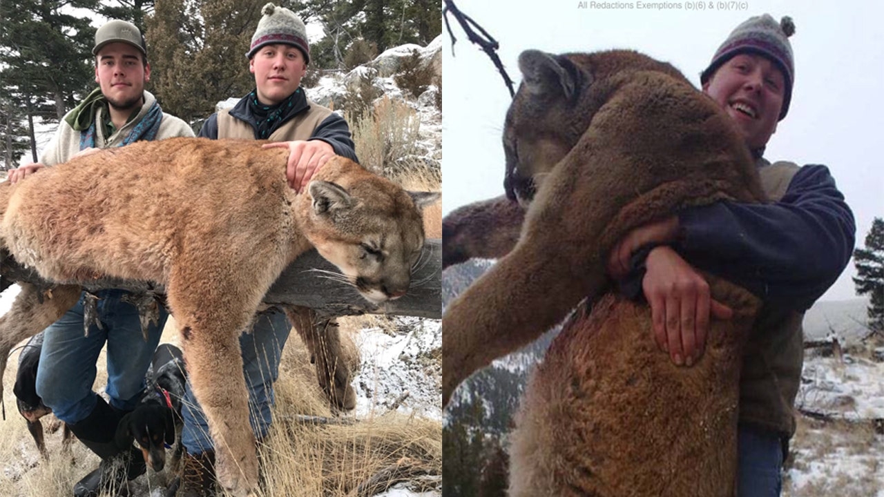 Montana Hunters Who Illegally Killed Yellowstone Mountain Lion Left 