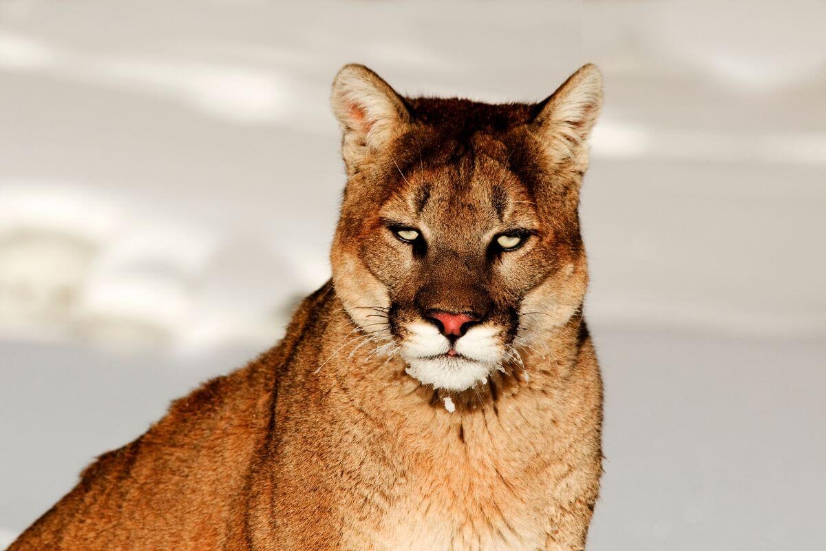 Montana Mountain Lion Guide To A Stealthy Predator Pocket Montana