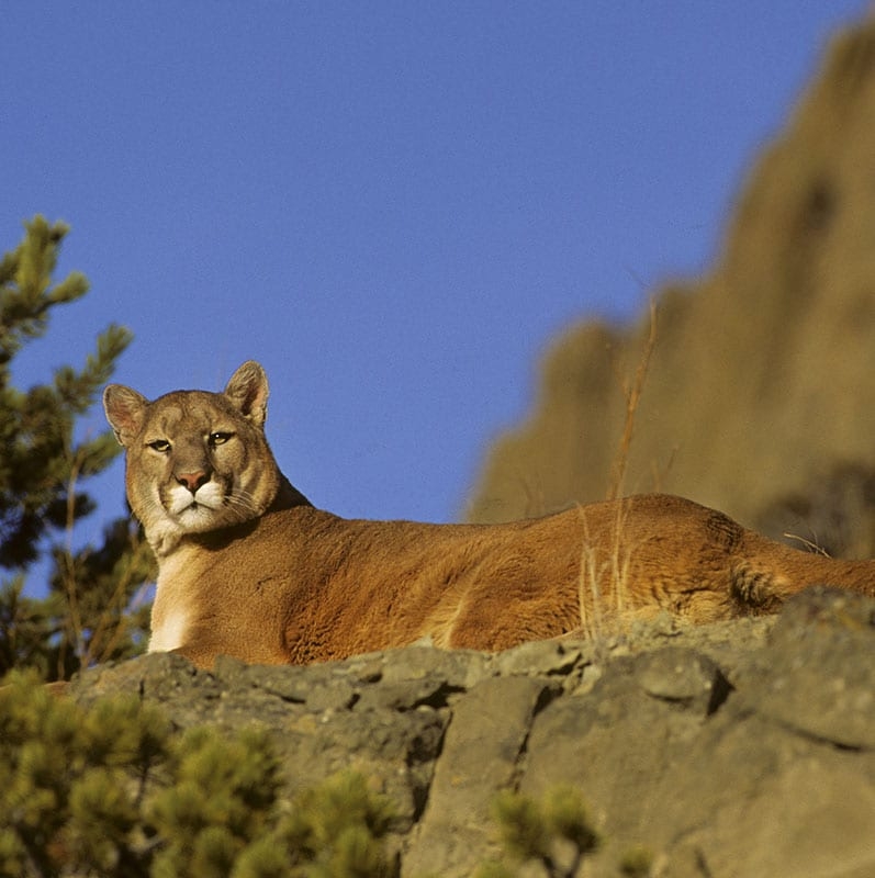 Montana Mountain Lion Hunt Montana High Country