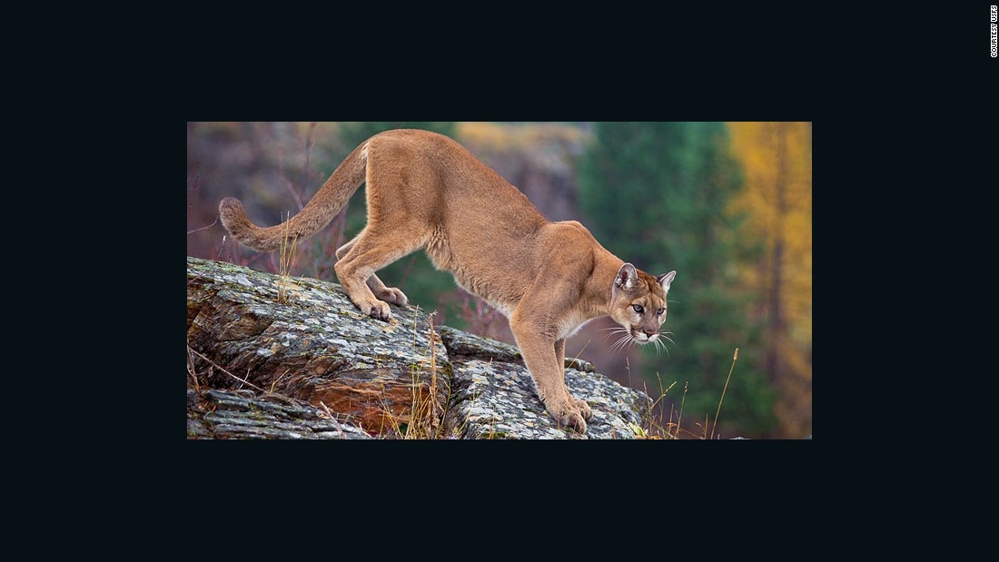 Mother Fights Off Mountain Lion After It Attacks Son In Colorado CNN