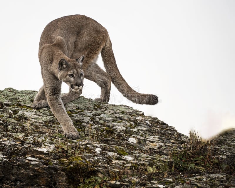 Mountain Lion Adult In Fall Colors In Montana USA Stock Image Image 