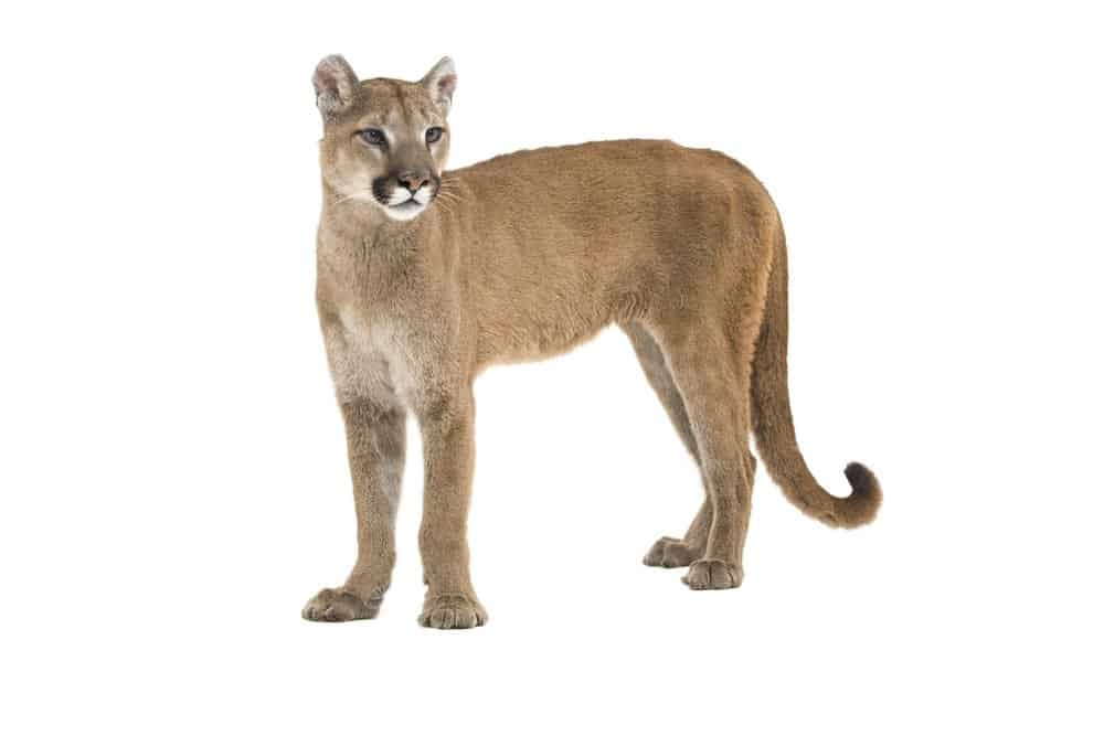 what color is a mountain lion