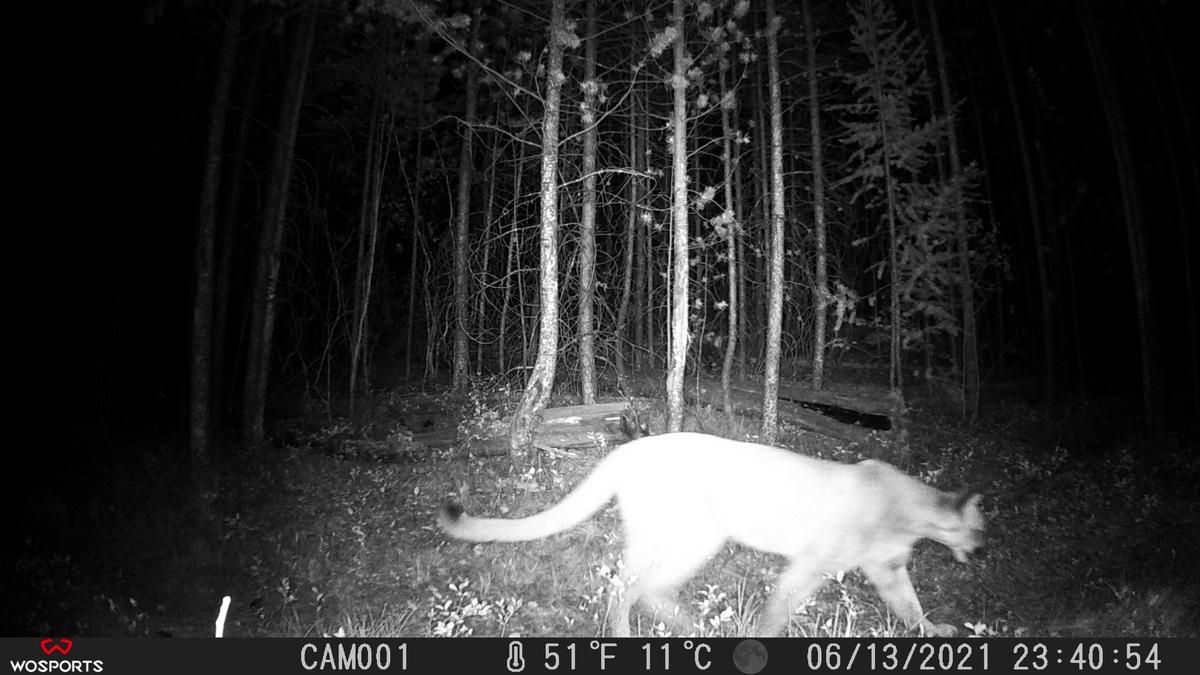 Mountain Lion At Night Wosports G500 Pro