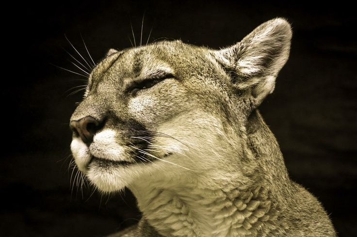 Mountain Lion At The Colorado Springs Zoo Colorado Springs Zoo 