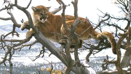 Mountain Lion Attack Colorado Runner Describes Suffocating Animal With 