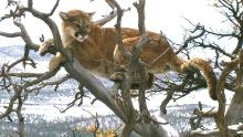 Mountain Lion Attack Colorado Runner Describes Suffocating Animal With 