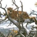 mountain lion attack colorado