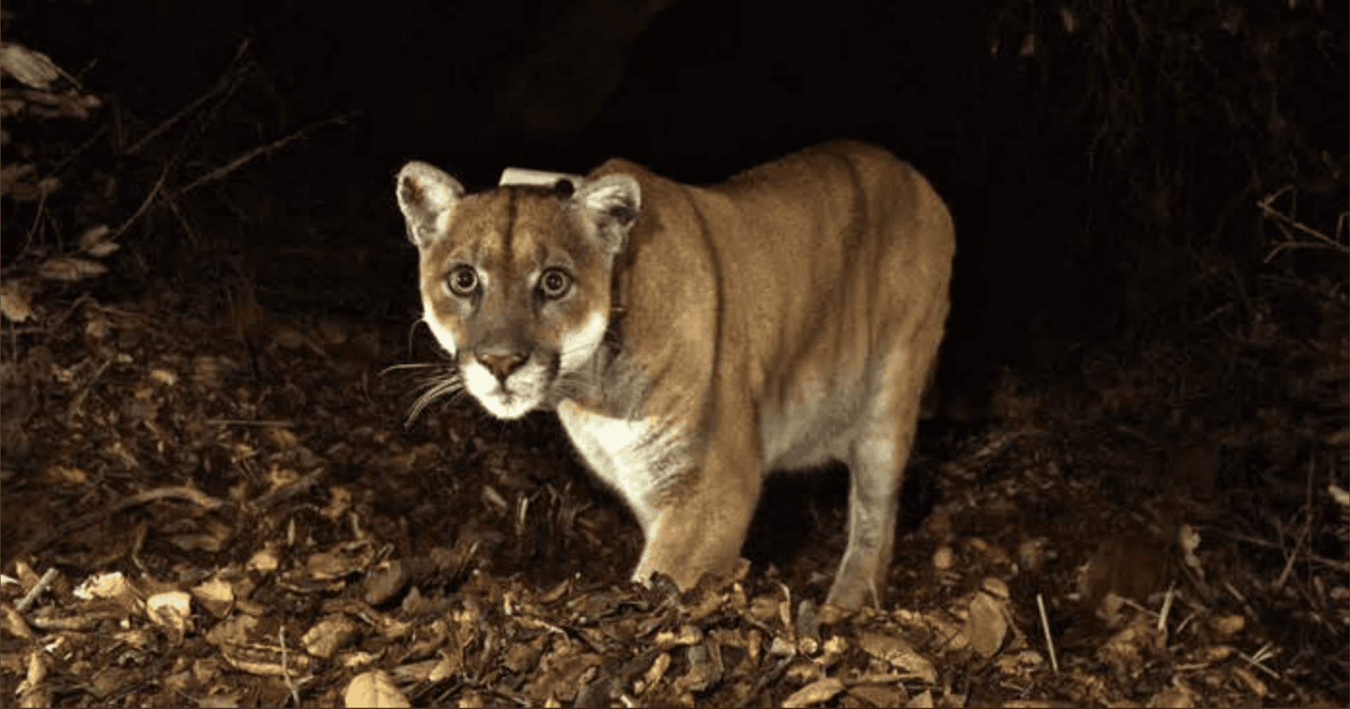 mountain lion attacks colorado