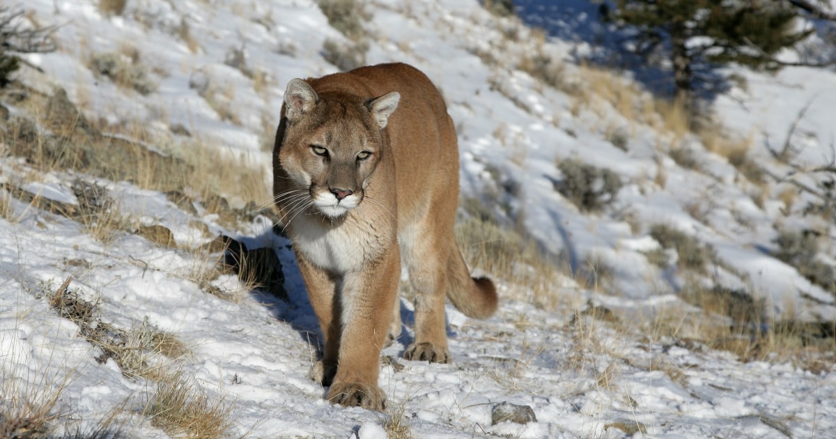 Mountain Lion Attacks Couple In Hot Tub On Vacation In Colorado