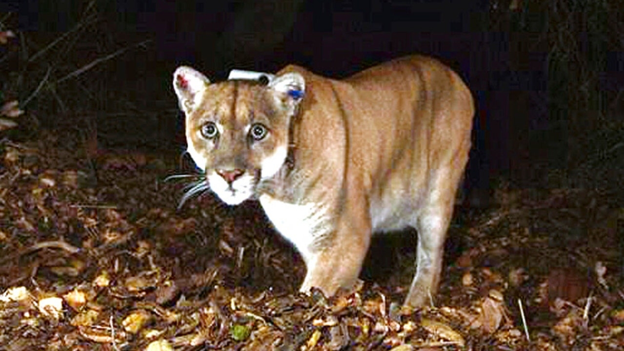 Mountain Lion Attacks Man Sitting In Colorado Outdoor Hot Tub Fox News