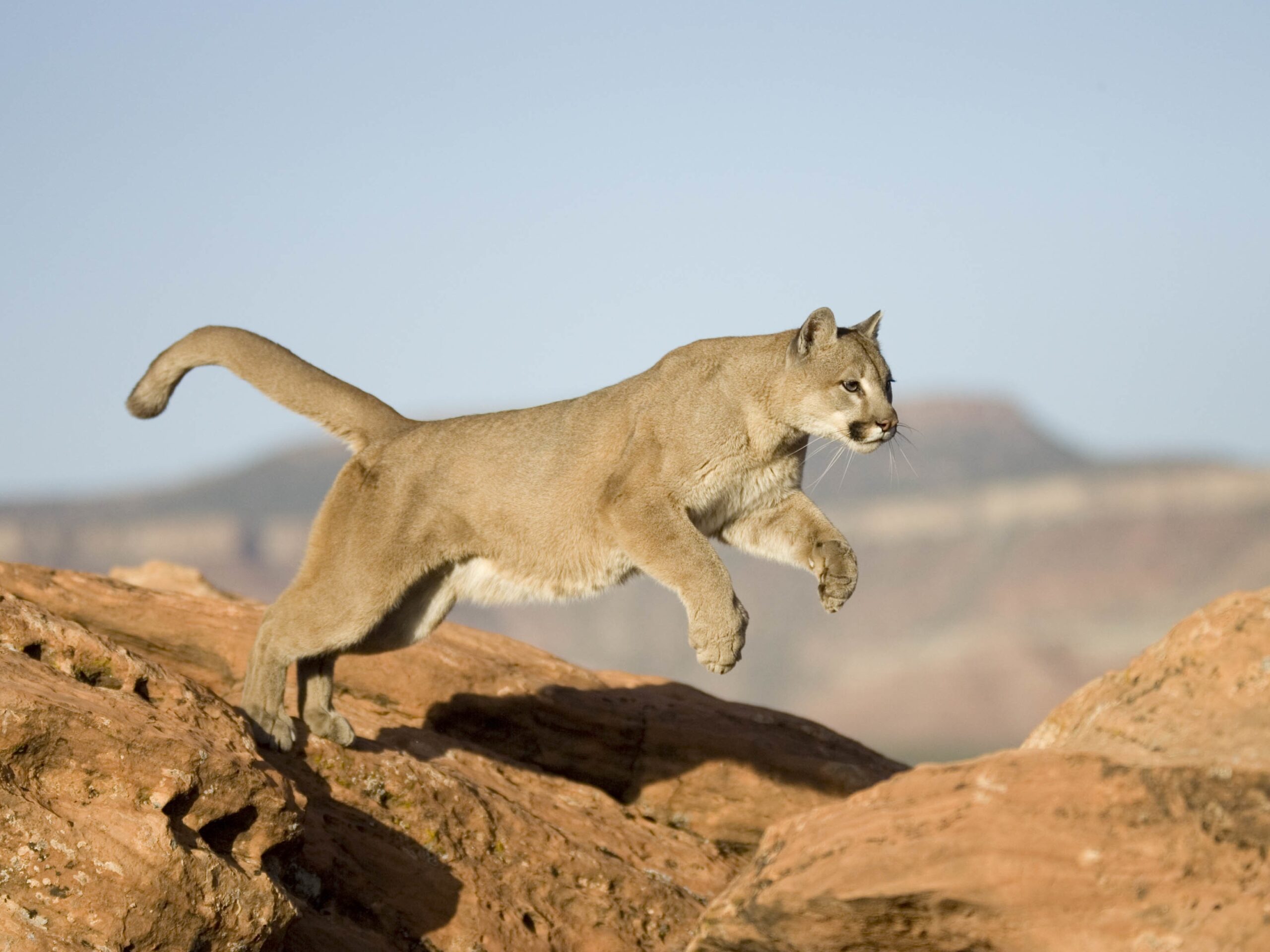Mountain Lion Attacks Poretblind