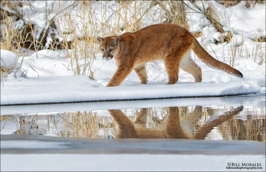 Mountain Lion Bill Morales Photography