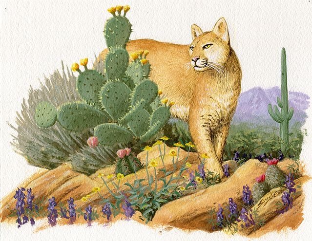 Mountain Lion Bill Singleton