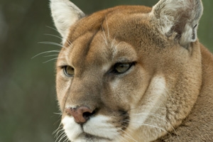 Mountain Lion Boulder City Nevada Boulder City Home Of Hoover Dam 