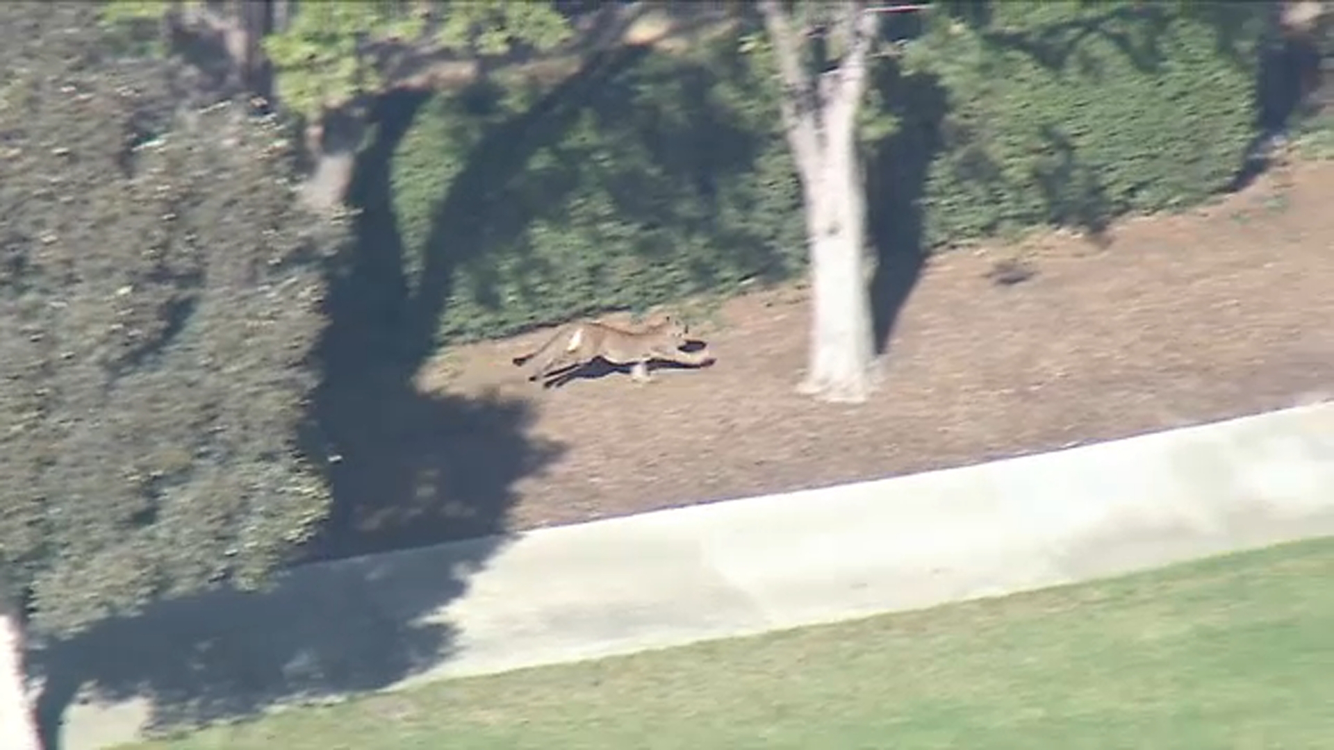 Mountain Lion Captured After Sighting In Brentwood Prompted Lockdown Of 