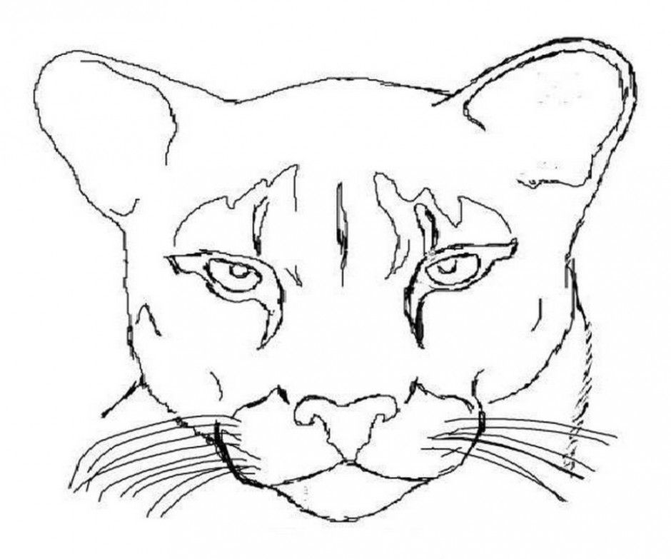 Mountain Lion Coloring Sheet Coloring Pages
