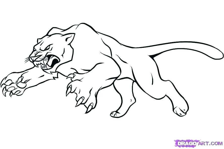 Mountain Lion Coloring Sheet Coloring Pages
