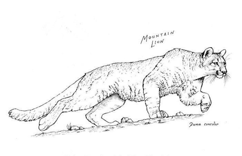Mountain Lion Coloring Sheet Coloring Pages