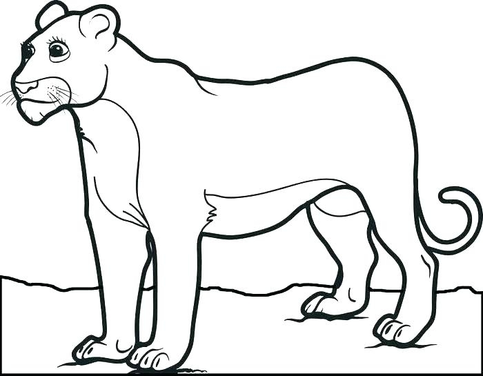 Mountain Lion Coloring Sheet Coloring Pages