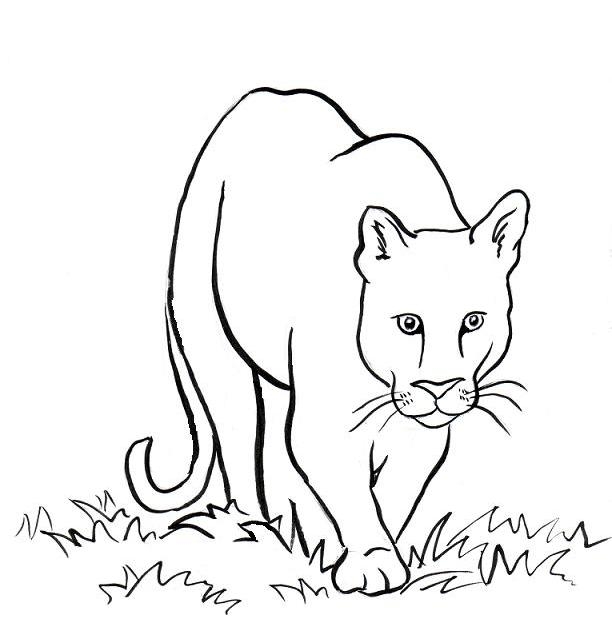 Mountain Lion Coloring Sheet Coloring Pages