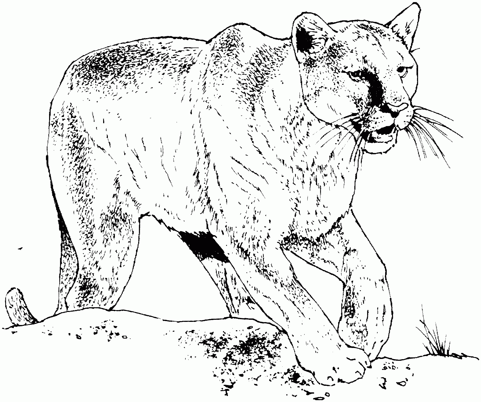 Mountain Lion Coloring Sheets Printable Templates Free