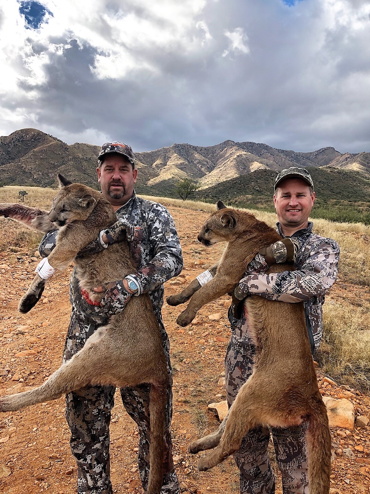 guided mountain lion hunt colorado