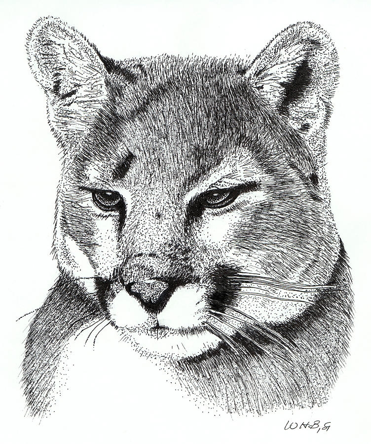 Mountain Lion Drawing By Bill Boggs