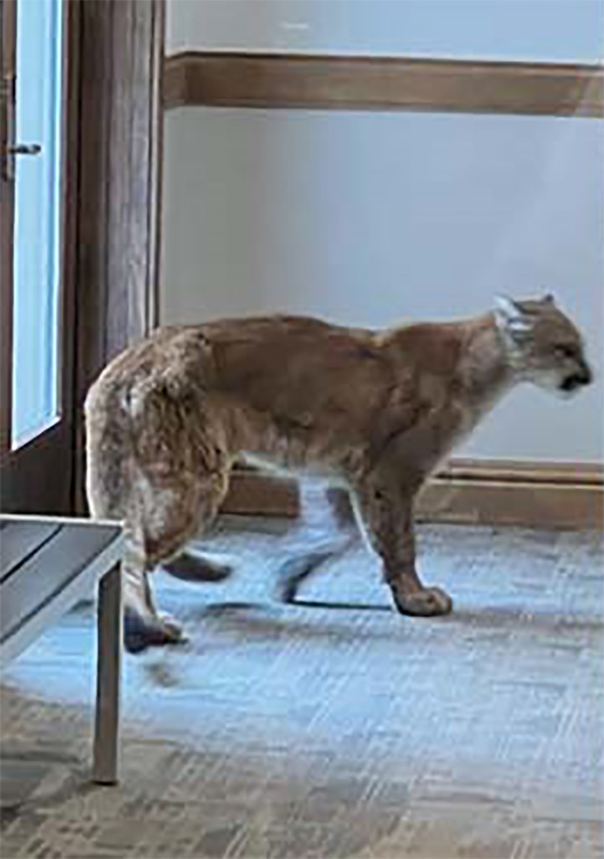 Mountain Lion Euthanized After Walking Into Lobby Of Vail Condo 