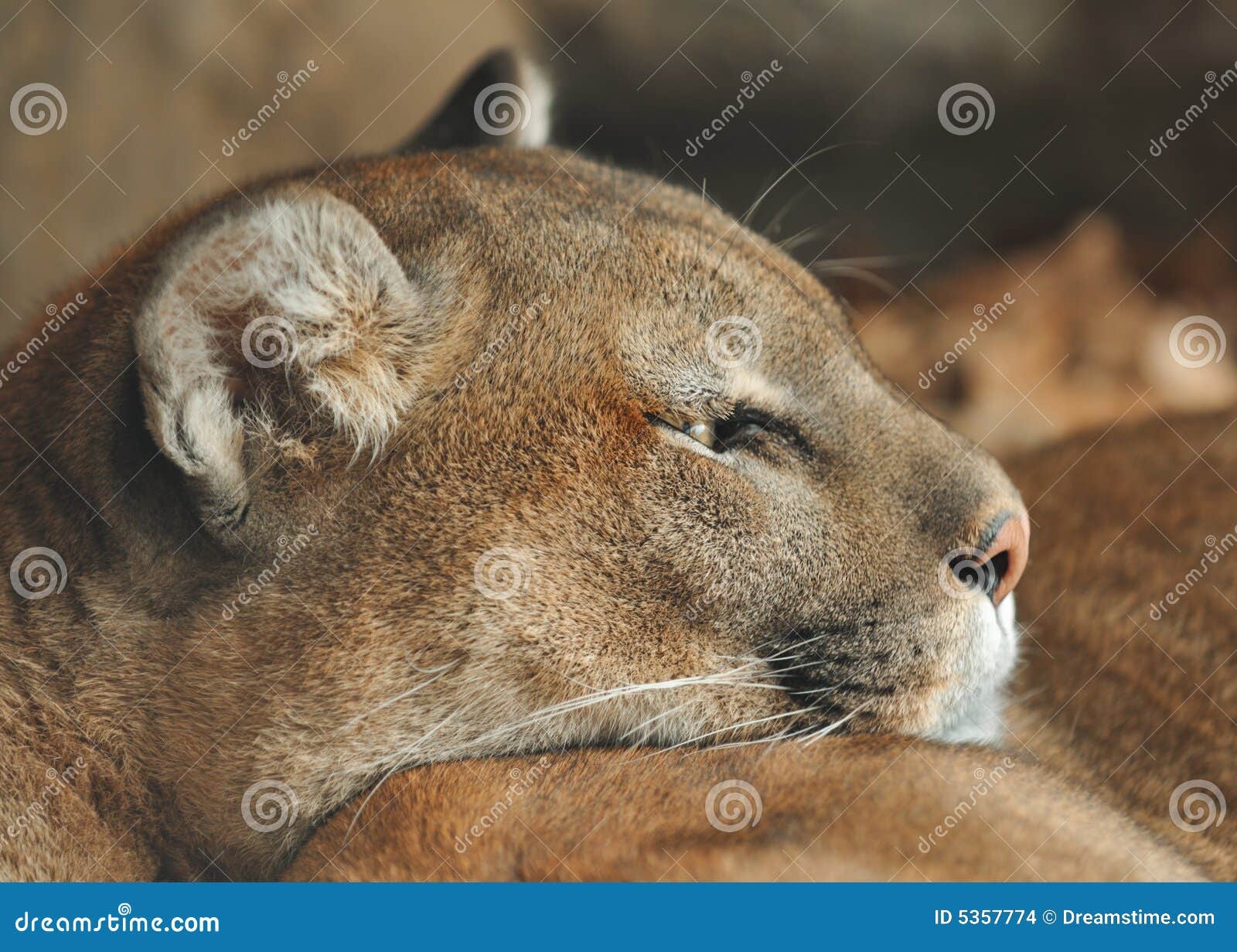 mountain lion eye color at night