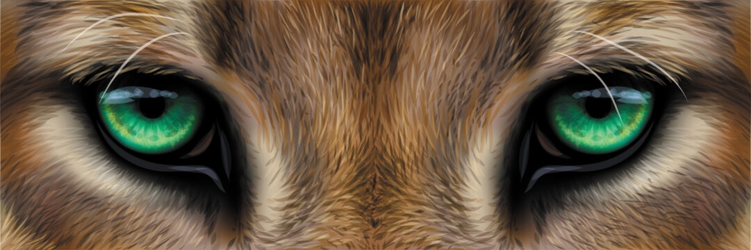 what color are mountain lion eyes at night