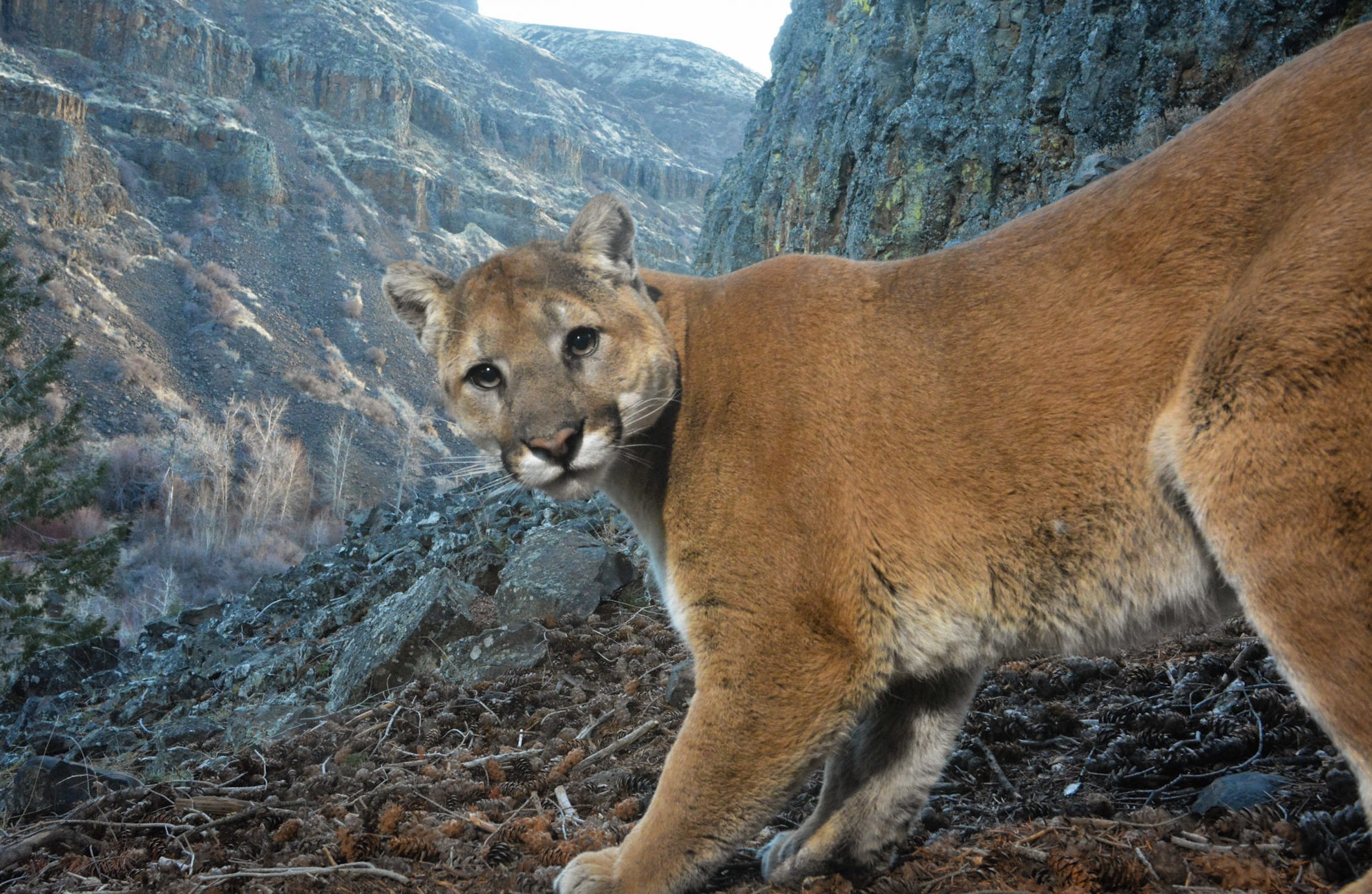  Mountain Lion Foundation