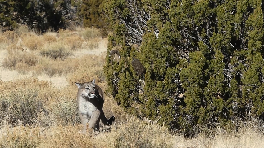 Mountain Lion Guided Hunts Predator Exclusives