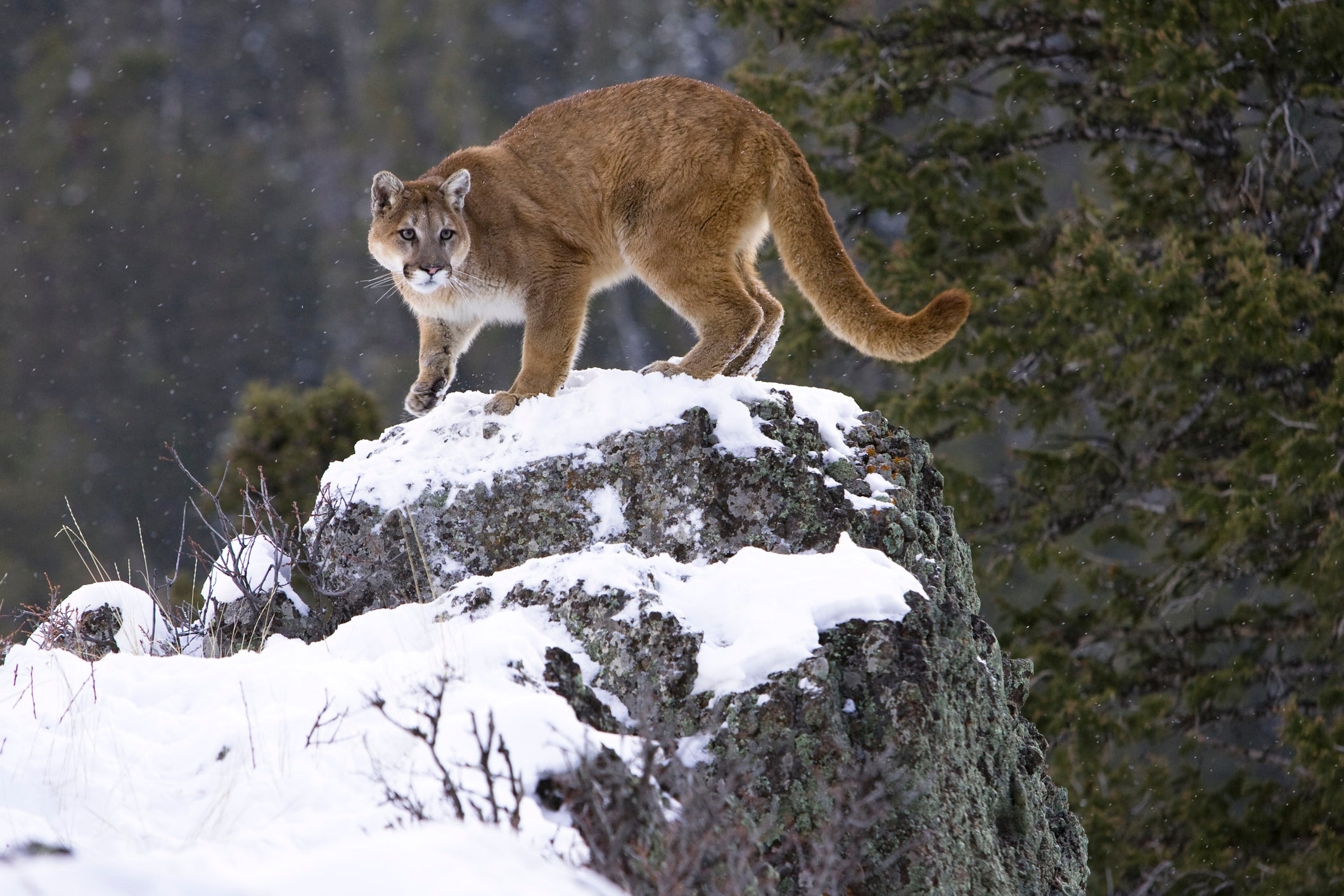 Mountain Lion Hunting Ban Filed In Colorado RV Lyfe