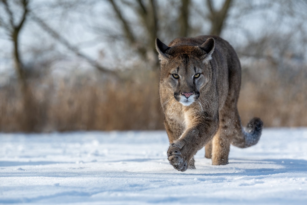 Mountain Lion Hunting Ban Possibly On The Ballot In Colorado The Venatic