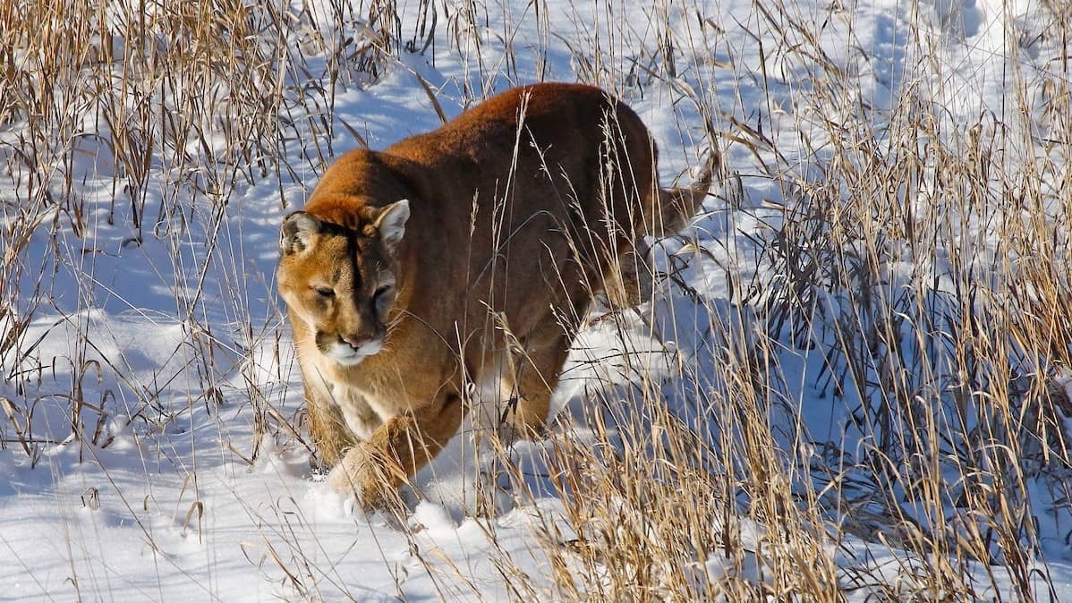 Mountain Lion Hunting Ban Working Its Way Towards Colorado 39 s 2024 