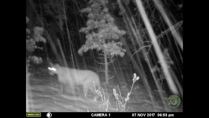 boulder colorado mountain lion