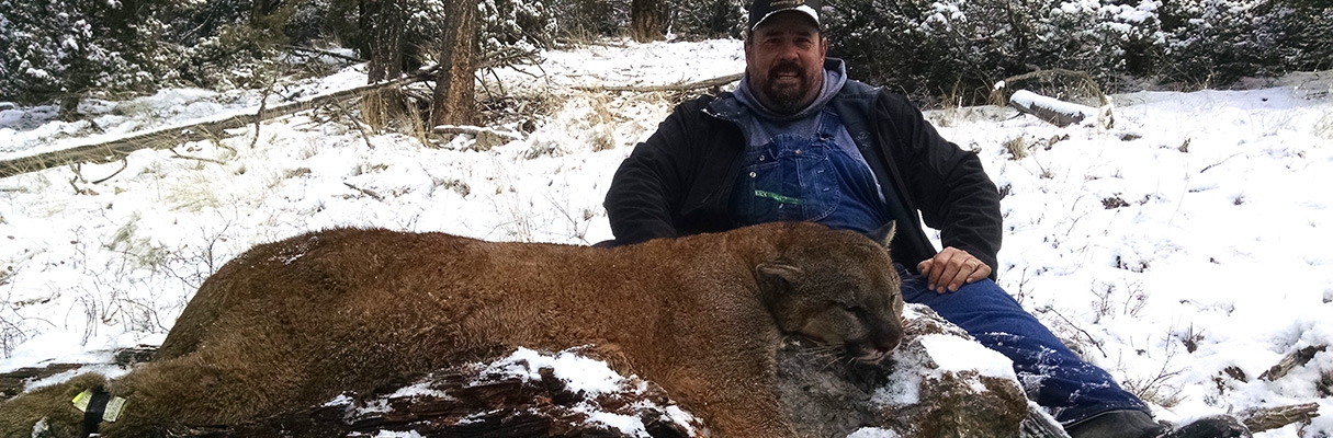 guided mountain lion hunts in colorado