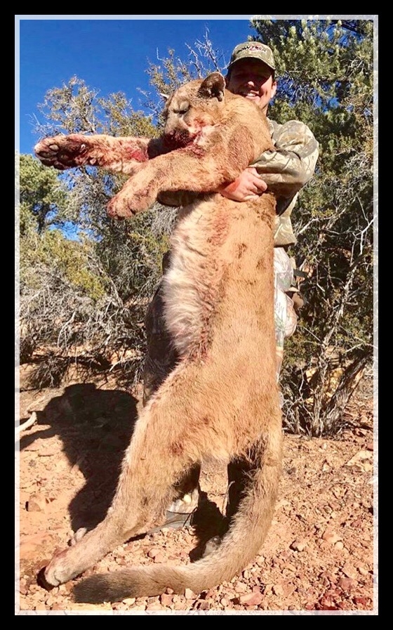 Mountain Lion Hunts King Of Eights Outfitters