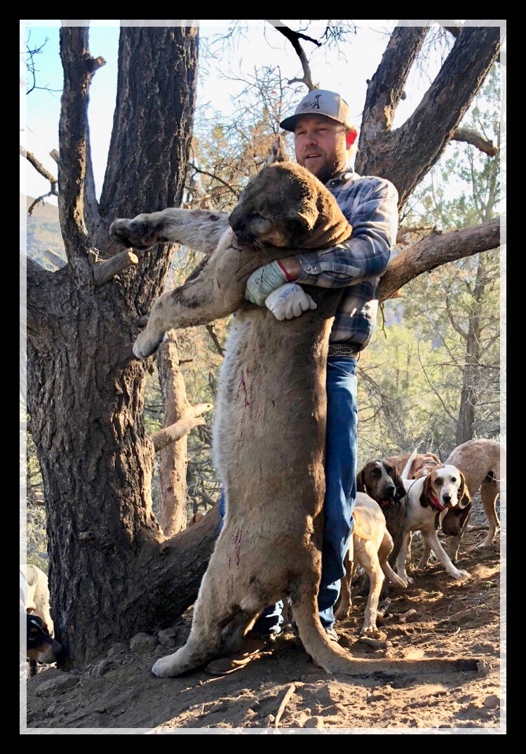 Mountain Lion Hunts King Of Eights Outfitters