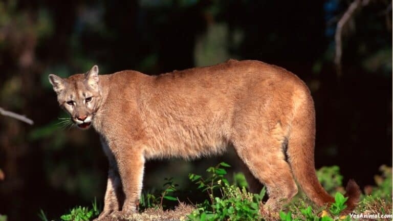 Mountain Lion In Colorado Are There Cougars In Colorado 