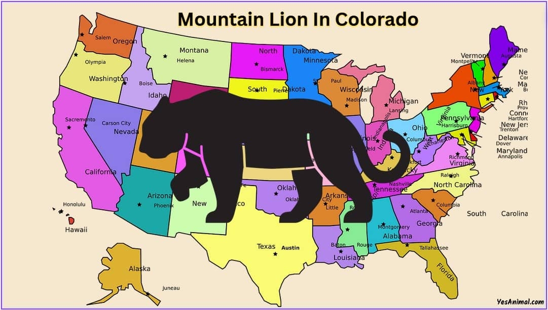 Mountain Lion In Colorado Are There Cougars In Colorado 