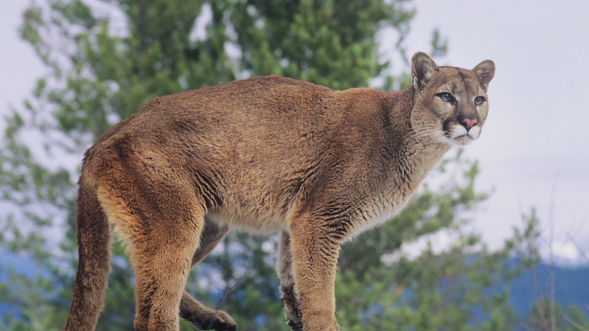 Mountain Lion Killed By A Man With A Shovel In Colorado 9news