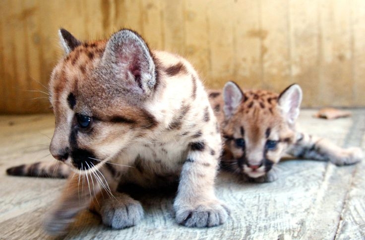 Mountain Lion Killed By Colorado Jogger Was Orphaned 39 Kitten 