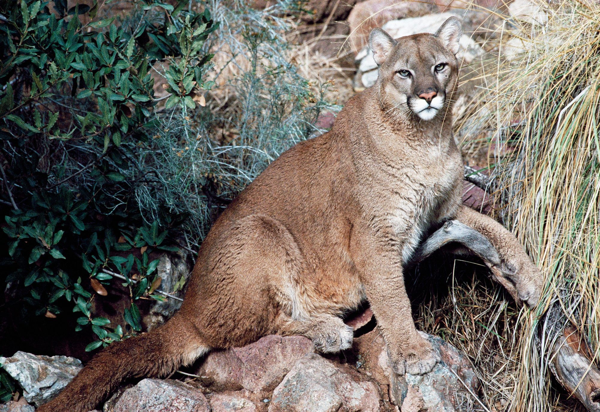 Mountain Lion Killed By Colorado Runner Was A Kitten Report